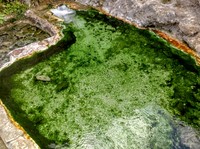 Zagh Cheshmeh (Green Spring), Ab Ask
