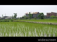 Rice Fields in Daboo Dasht

