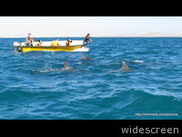 Dolphins, Persian Gulf

