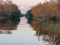 Everglades
